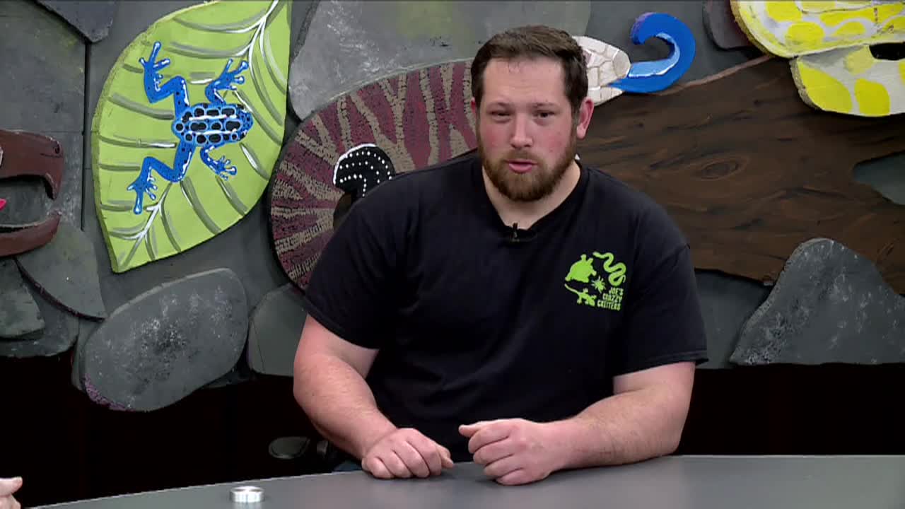 Craz-zy Critters w/ Joe Kenney - Ep 5 - Alligator Rescue & Whale Watching